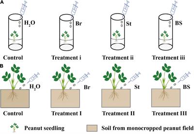 Interspecific Neighbor Stimulates Peanut Growth Through Modulating Root Endophytic Microbial Community Construction